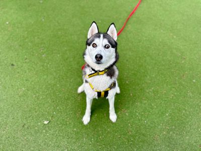 Oreo | Siberian Husky Cross | Canterbury - 2