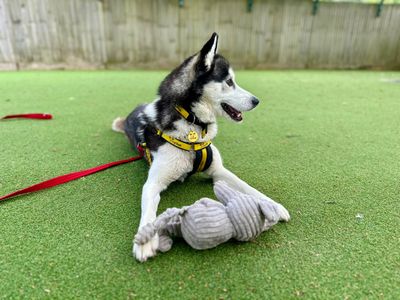 Oreo | Siberian Husky Cross | Canterbury - 3