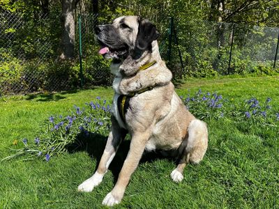 Leyla | Turkish Kangal Dog | Canterbury - 3