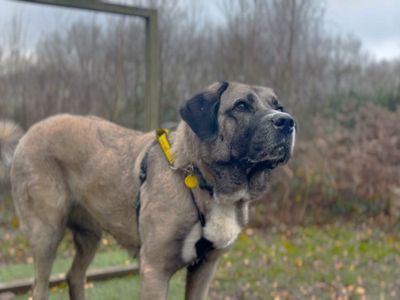 Leyla | Turkish Kangal Dog | Canterbury - 3