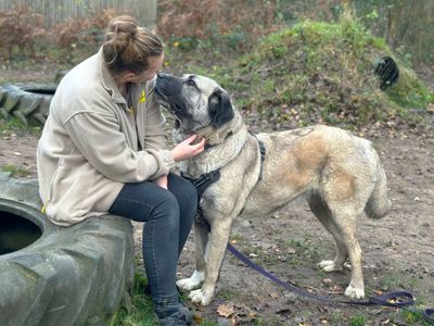 Leyla | Turkish Kangal Dog | Canterbury - 5