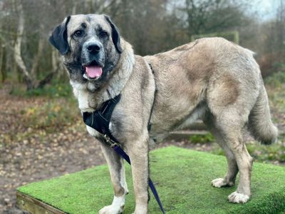Leyla | Turkish Kangal Dog | Canterbury - 3
