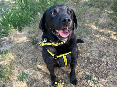 Bobby | Retriever (Labrador) | Snetterton (Norfolk) - 2