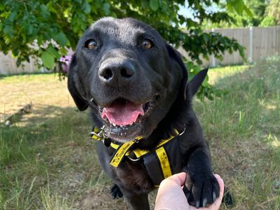 Bobby | Retriever (Labrador) | Snetterton (Norfolk)