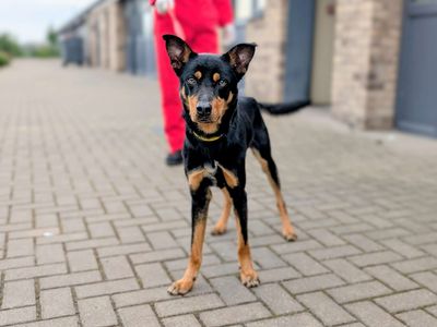 Biscoff | Australian Kelpie | Cardiff - 5