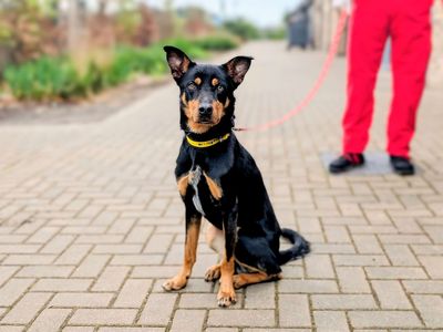 Biscoff | Australian Kelpie | Cardiff - 3
