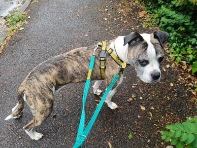 Ruby | Terrier (Staffordshire Bull) Cross | Kenilworth (West Midlands) - 3