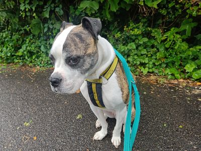 Ruby | Terrier (Staffordshire Bull) Cross | Kenilworth (West Midlands) - 5