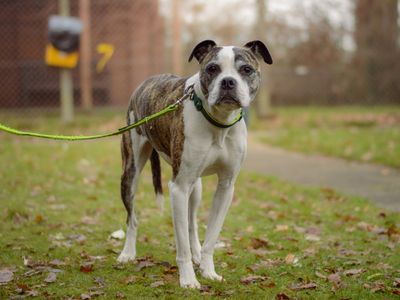 Ruby | Terrier (Staffordshire Bull) Cross | Kenilworth (West Midlands) - 3