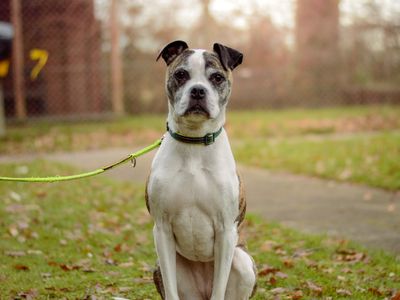 Ruby | Terrier (Staffordshire Bull) Cross | Kenilworth (West Midlands) - 5