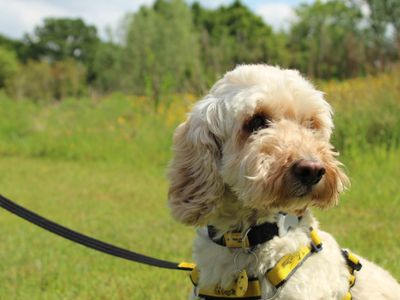 Niko | Poodle (Miniature) Cross | Newbury (Berkshire) - 5