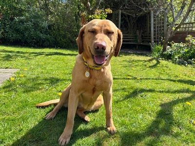 Juniper | Retriever (Labrador) | Manchester - 3