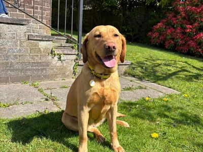 Juniper | Retriever (Labrador) | Manchester - 1