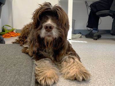 Oscar | Spaniel (Irish Water) Cross | Ballymena (Northern Ireland) - 1