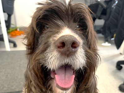 Oscar | Spaniel (Irish Water) Cross | Ballymena (Northern Ireland) - 3