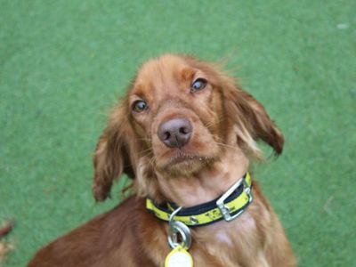 Hop | Spaniel (Cocker) | Glasgow - 2