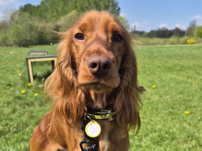 Hop | Spaniel (Cocker) | Glasgow - 3