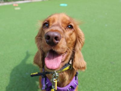 Hop | Spaniel (Cocker) | Glasgow - 2
