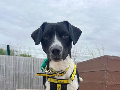 Ivan | Terrier (Jack Russell) Cross | Salisbury (Wiltshire) - 1