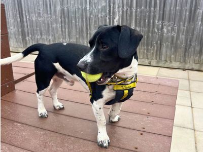 Ivan | Terrier (Jack Russell) Cross | Salisbury (Wiltshire) - 3