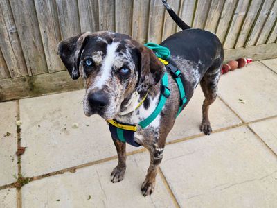 Kaley | Terrier (Staffordshire Bull) Cross | Salisbury (Wiltshire) - 2