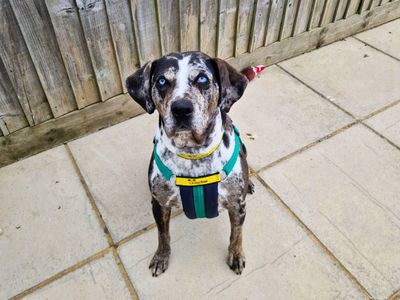 Kaley | Terrier (Staffordshire Bull) Cross | Salisbury (Wiltshire) - 3