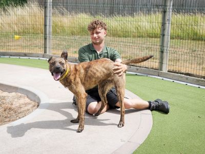 Cooper | Crossbreed | Evesham (Worcestershire) - 5