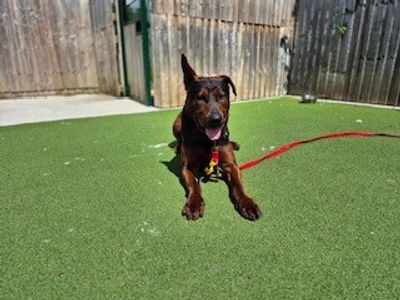 Red | Crossbreed | Darlington - 3