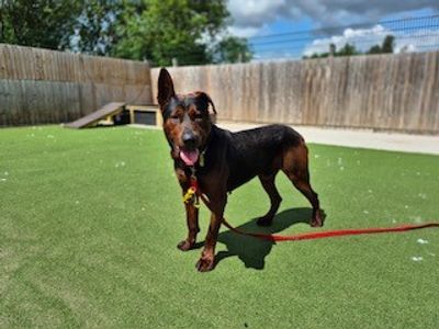 Red | Crossbreed | Darlington - 2