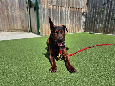 Red | Crossbreed | Darlington - 3