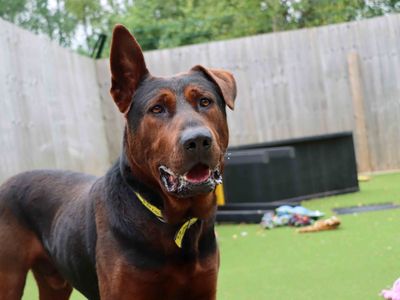 Red | Crossbreed | Darlington - 5