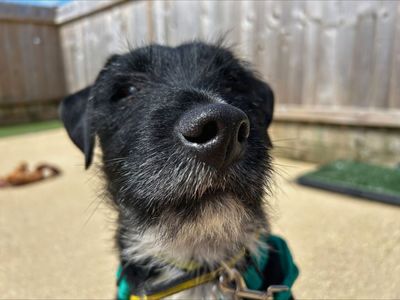 Albert | Terrier (Patterdale) | Salisbury (Wiltshire) - 3