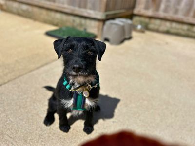 Albert | Terrier (Patterdale) | Salisbury (Wiltshire) - 1