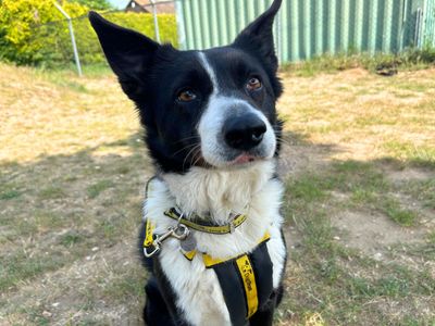 Lady | Collie (Border) | Snetterton (Norfolk) - 2