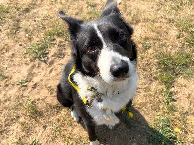 Lady | Collie (Border) | Snetterton (Norfolk) - 3