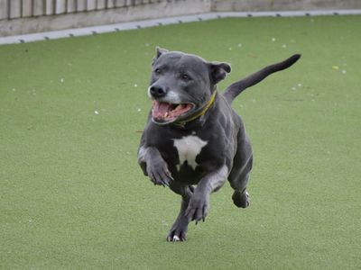 Pearl | Terrier (Staffordshire Bull) | Evesham (Worcestershire) - 5