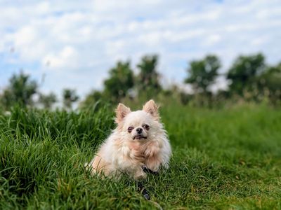 Korma | Chihuahua (Long Coat) | Cardiff - 5