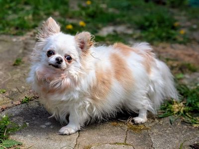 Korma | Chihuahua (Long Coat) | Cardiff - 3