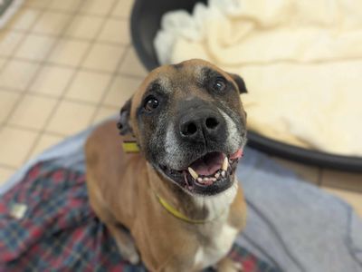 Dalton | Terrier (Staffordshire Bull) Cross | Bridgend (Wales) - 3