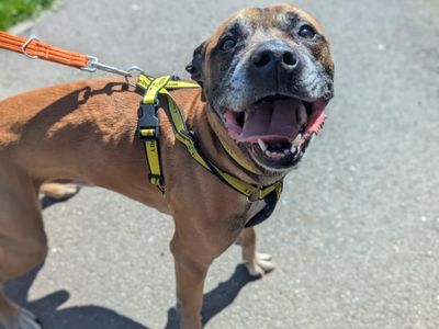 Dalton | Terrier (Staffordshire Bull) Cross | Bridgend (Wales) - 1