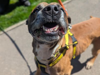 Dalton | Terrier (Staffordshire Bull) Cross | Bridgend (Wales) - 3