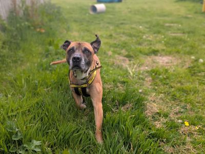 Dalton | Terrier (Staffordshire Bull) Cross | Bridgend (Wales) - 2