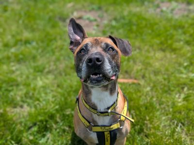 Dalton | Terrier (Staffordshire Bull) Cross | Bridgend (Wales) - 3