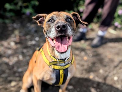 Dalton | Terrier (Staffordshire Bull) Cross | Cardiff - 2
