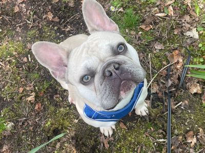 Bugz | French Bulldog | West Calder (Edinburgh) - 3