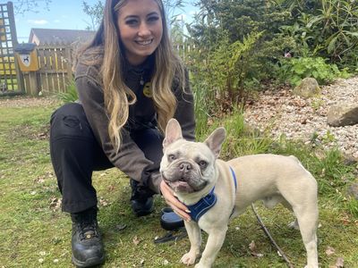 Bugz | French Bulldog | West Calder (Edinburgh) - 2