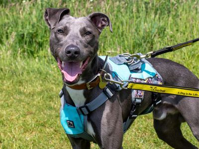 River | Whippet Cross | Shrewsbury (Shropshire) - 3