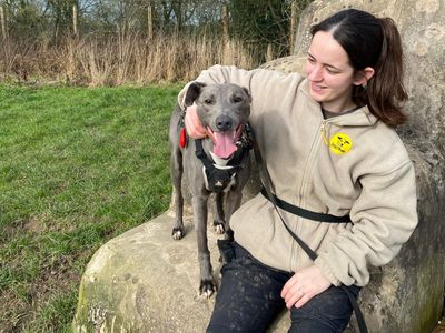 River | Whippet Cross | Shrewsbury (Shropshire) - 3