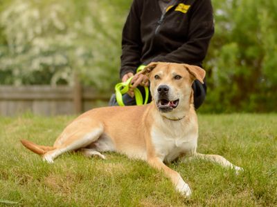 Donny | Crossbreed | Kenilworth (West Midlands) - 3