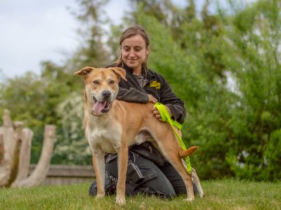 Donny | Crossbreed | Kenilworth (West Midlands) - 5